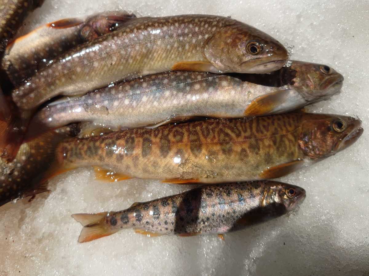 カワサバ 23cm 天然物 イワナとヤマメのハイブリッド魚 レア渓流魚 その他 売買されたオークション情報 Yahooの商品情報をアーカイブ公開 オークファン Aucfan Com