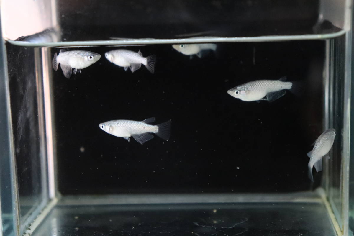 大川めだか 狼牙 3ペア 現物出品 本家血統 ラメ メダカ Taocommunity Com