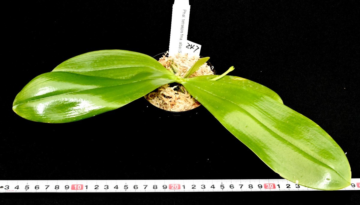 洋蘭原種 (247) 大きな株 花芽付き Phal. tetraspis fma. alba (Sib