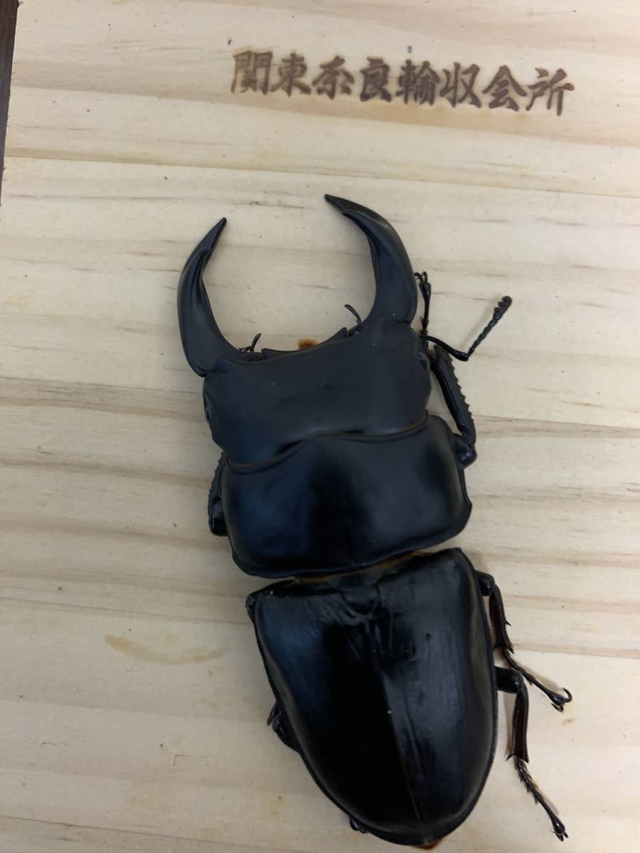 本家奈良輪川西いまちゃん血統新成虫♂81.5ペア(国産)｜売買された  