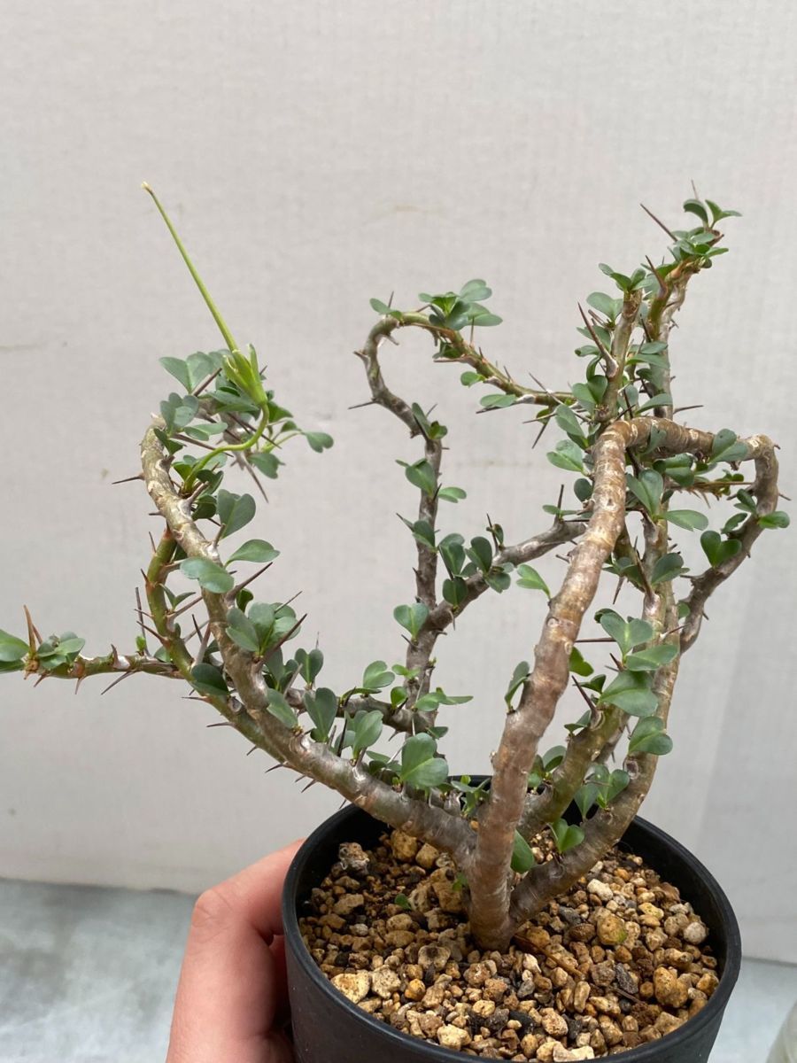 ハ1125 「現地」サルコカウロン バンデリエティアエ 小 植え