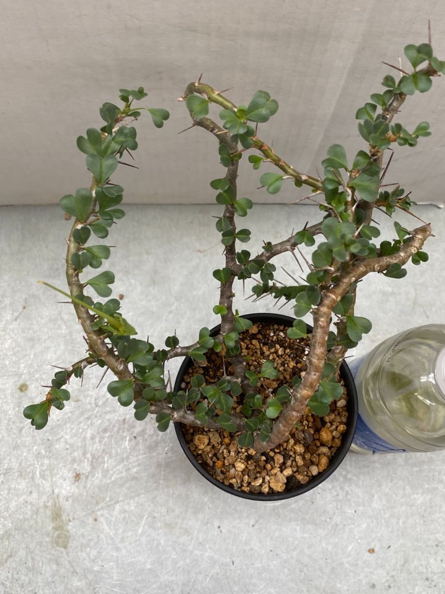 ハ1125 「現地」サルコカウロン バンデリエティアエ 小 植え