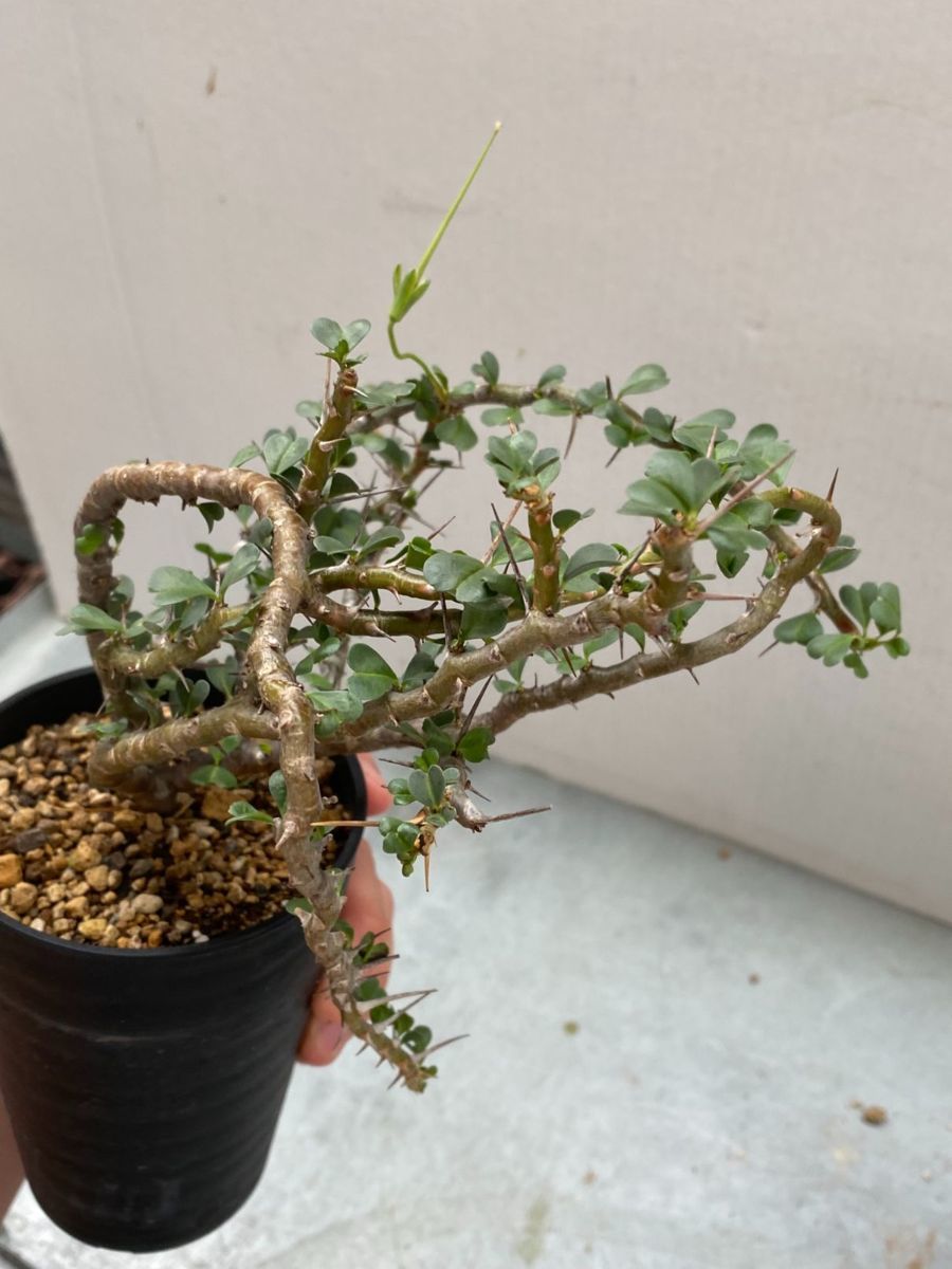 ハ1125 「現地」サルコカウロン バンデリエティアエ 小 植え