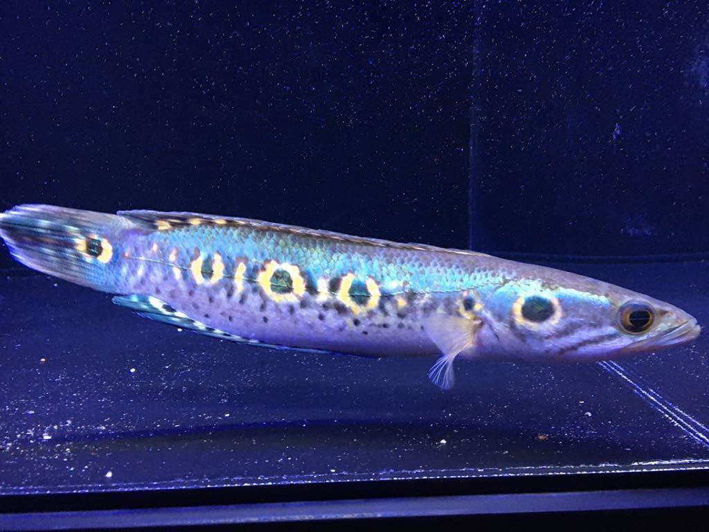 極美。3つ星個体も！wild！】オセレイトスネークヘッド 約22～24センチ