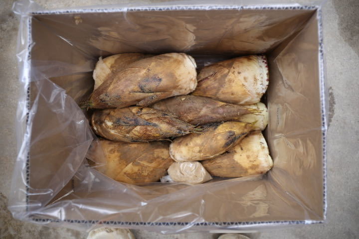 京都洛西（大枝産）の筍4kg 秀 4弾 0 朝堀り当日