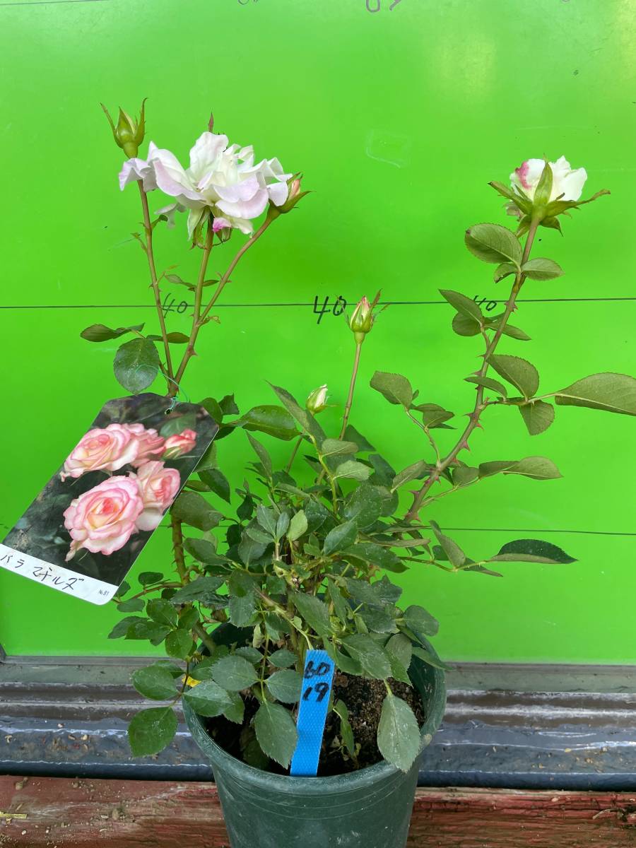 6019 マチルダ 四季咲中輪八重咲 多花性 清楚 可憐な花 6号大苗 バラ 売買されたオークション情報 Yahooの商品情報をアーカイブ公開 オークファン Aucfan Com