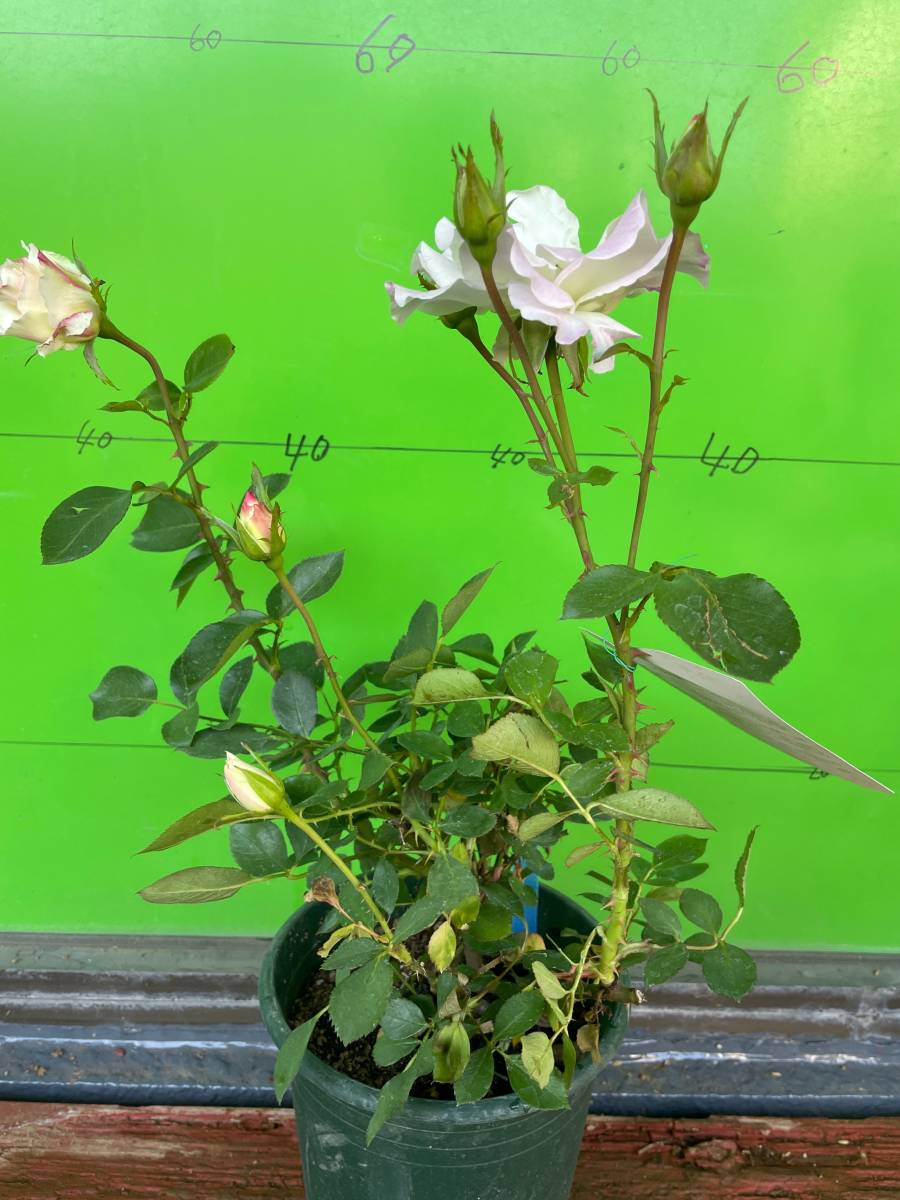 6019 マチルダ 四季咲中輪八重咲 多花性 清楚 可憐な花 6号大苗 バラ 売買されたオークション情報 Yahooの商品情報をアーカイブ公開 オークファン Aucfan Com