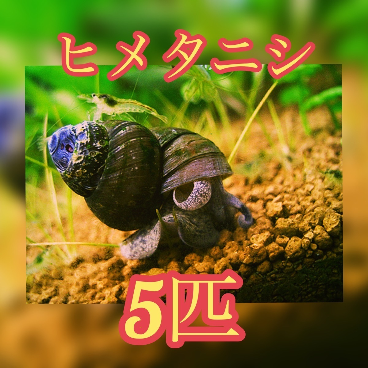 5匹 増量サービス ヒメタニシ タニシ コケ取り アクアランド 甲殻類 売買されたオークション情報 Yahooの商品情報をアーカイブ公開 オークファン Aucfan Com