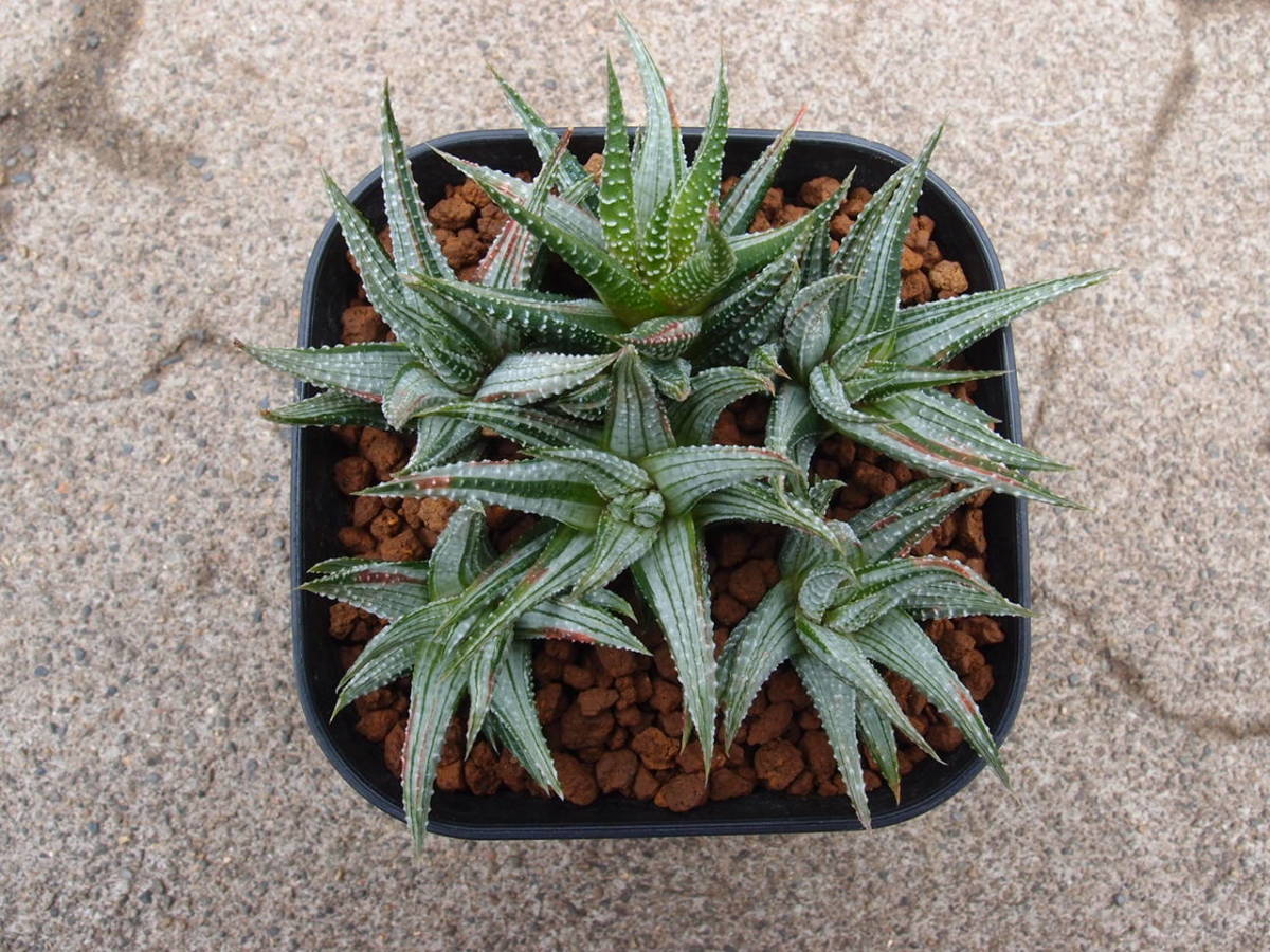 ♪♪ハオルチア 白衣美人 6株植え 多肉植物♪♪