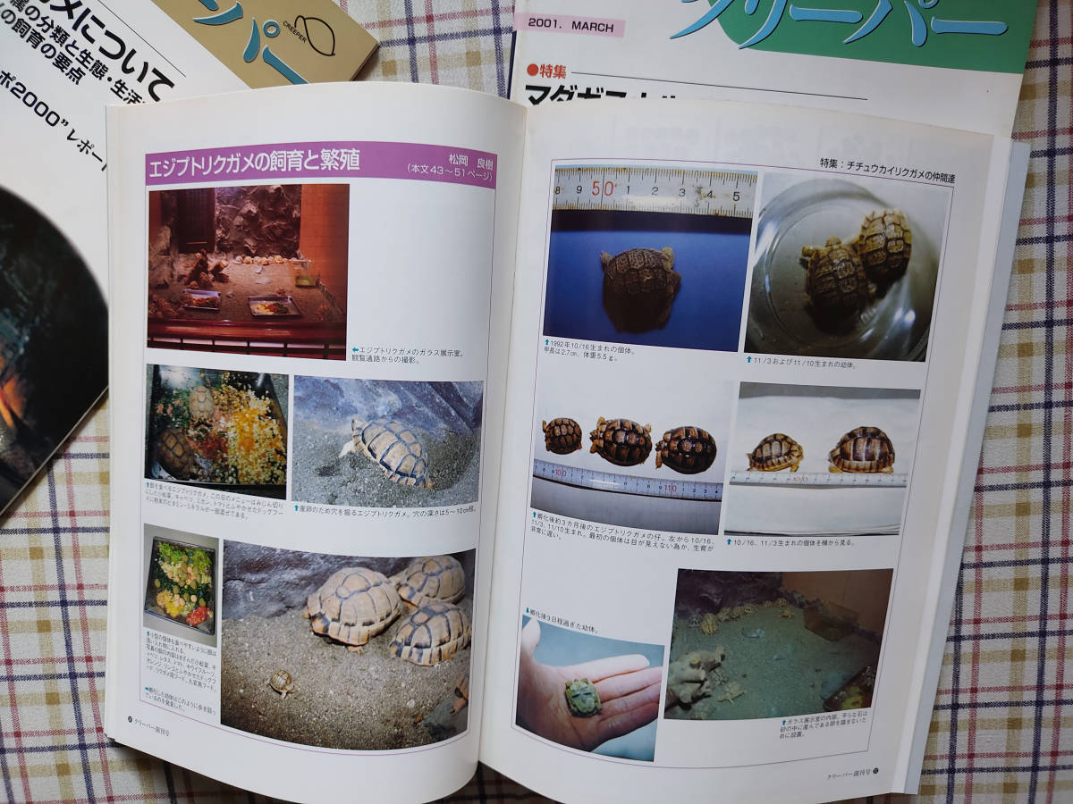クリーパー 6冊 爬虫・両生類情報誌 創刊3号No.6・8・11・20・22