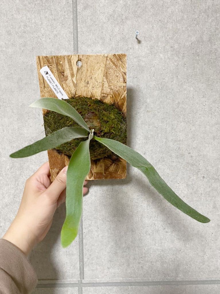 ▽P.veitchii WILD spore▽ ベイチー　ワイルド　オーストラリア産　【PLANET】ビカクシダ 