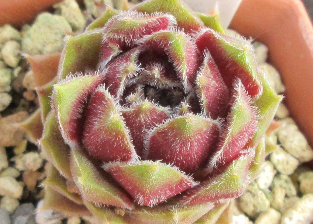 センペルクレージー・つばさ様 作出、命名種！ センペルビブム ” 綾 織  