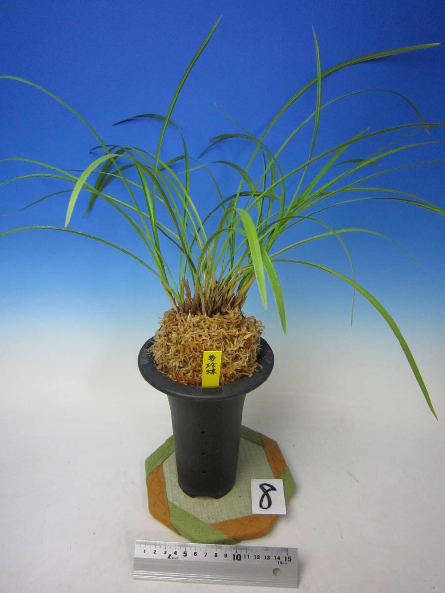 富貴蘭錦鉢 長生蘭・石斛花物用、牡丹 未使用 | EMSICS.COM
