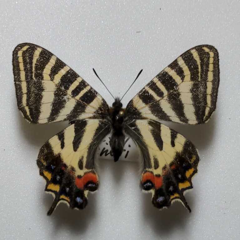 □ 国産蝶標本 ウスバシロチョウ 黒化型 A 福島県 産 野外採集品 □ 国産蝶標本 ウスバシロチョウ 黒化型 A 福島県 産 野外採集品