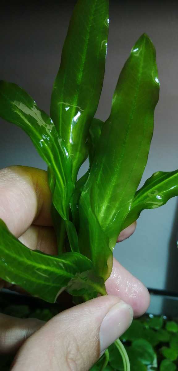 エキノドルスSP ホレマニーグリーン ヴェルデ産 水中葉 No.3