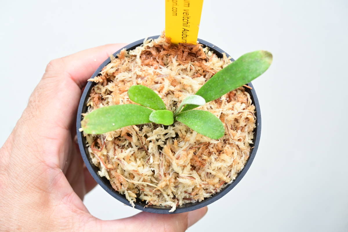 P.veitchii Auburn river⑤ @bikamori.com アーバンリバー ビカクシダ