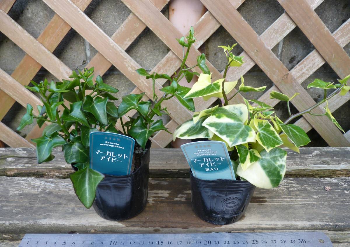 クライミングセネシオ マーガレットアイビー グリーン 斑入り２個セット 3 5号 新入荷 同梱可能 花 売買されたオークション情報 Yahooの商品情報をアーカイブ公開 オークファン Aucfan Com