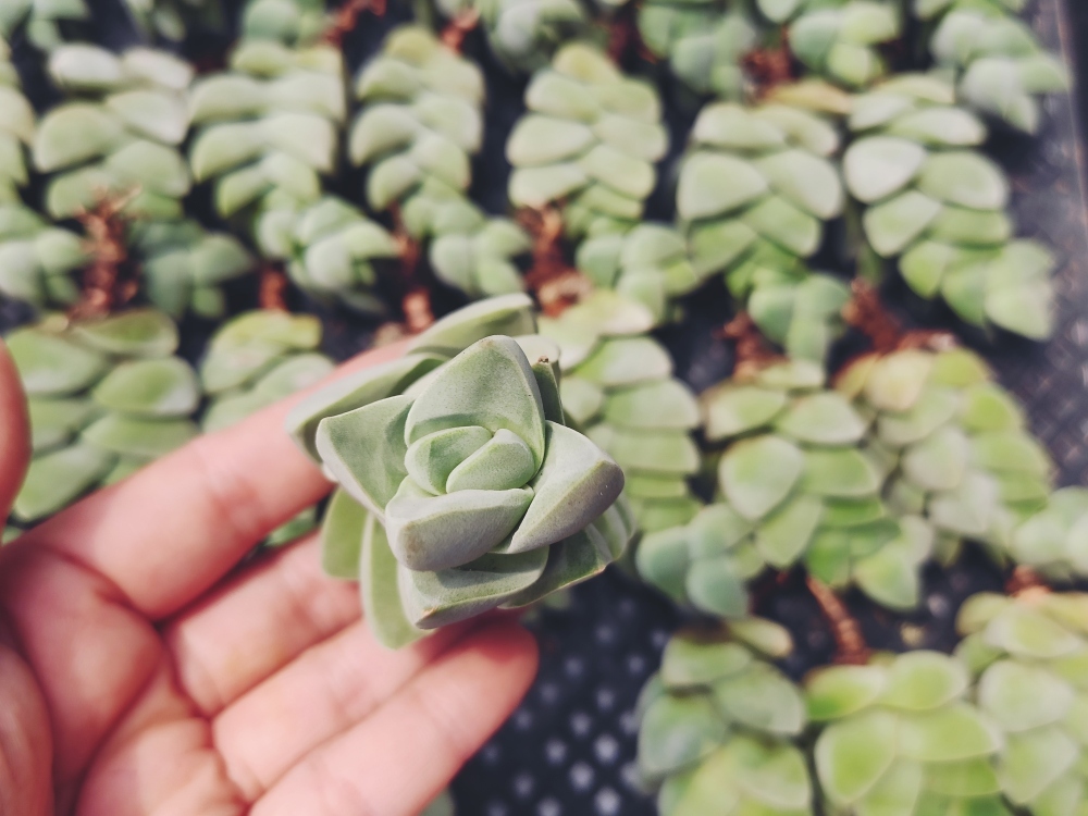 フェロカクタス 実生 サンタマリア サボテン多肉植物
