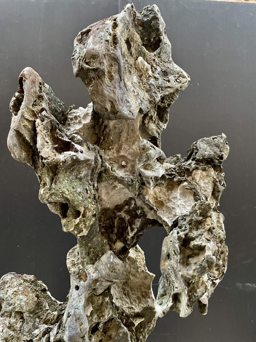 京都銘石龍岩石に宿かるフーラン 観葉植物 