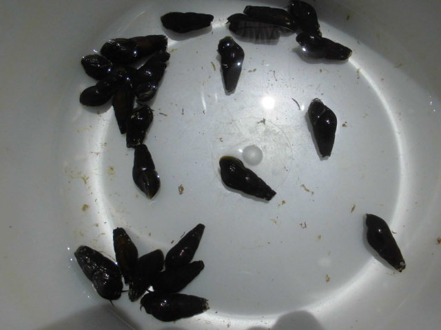 カワニナ 匹 A 水槽のコケ取り掃除屋 総額900円 タニシ 石巻貝 メダカ 金魚 熱帯魚 水草 B その他 売買されたオークション情報 Yahooの商品情報をアーカイブ公開 オークファン Aucfan Com