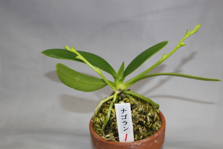 ナゴラン（花2本付） 1 富貴蘭 フウラン 山野草 長生蘭(ラン)｜売買