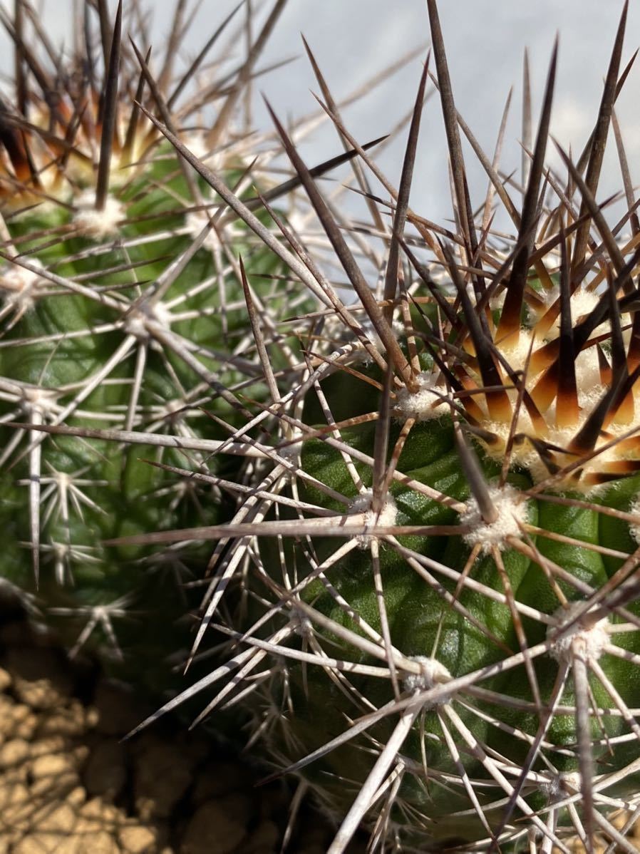 名人実生 コピアポア ルペストリス Copiapoa サボテン 黒王丸 Copiapoa rupestris コピアポア ルペストリス 実生 双頭株 ダブル