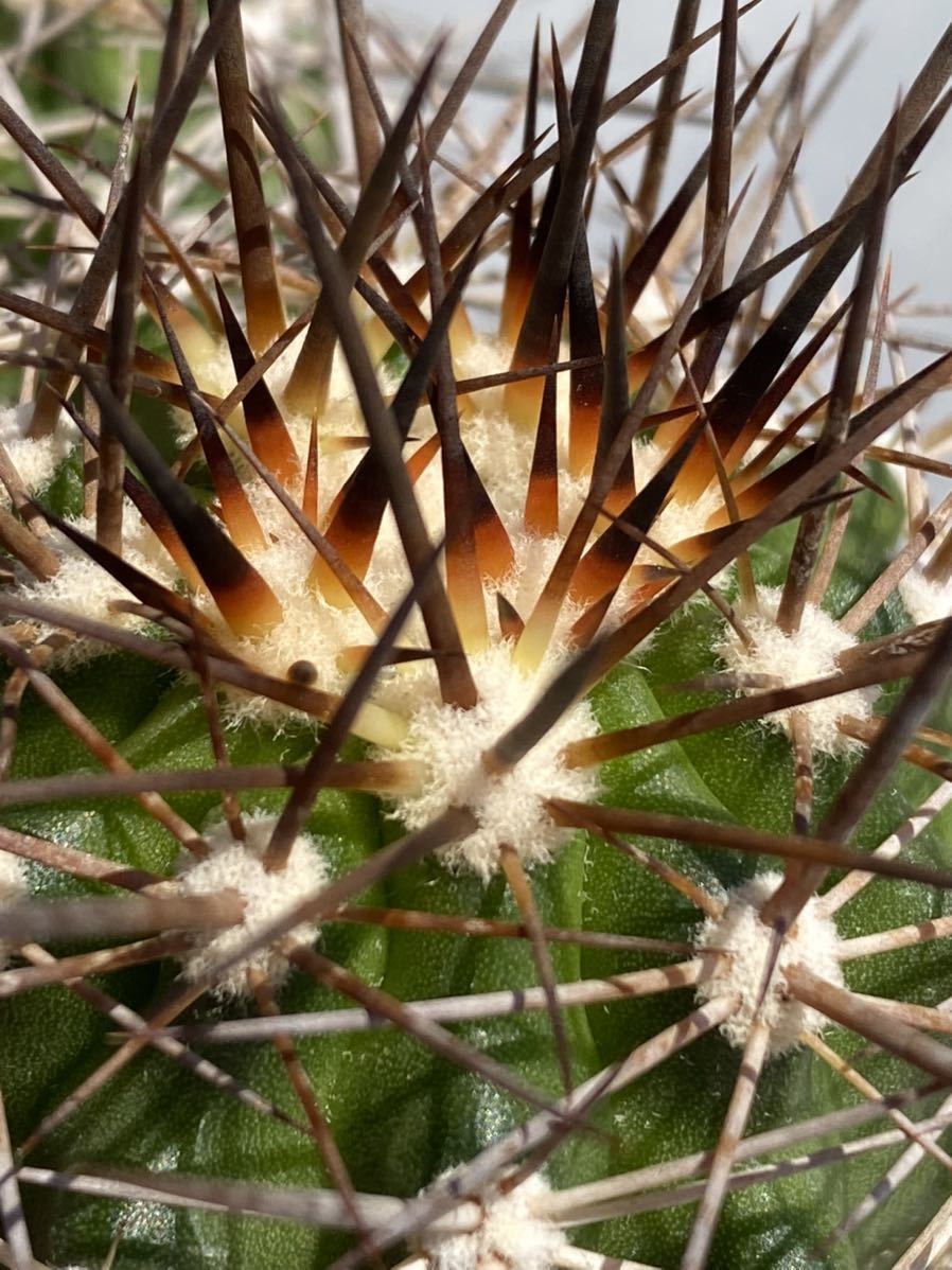 Copiapoa rupestris コピアポア ルペストリス 実生 双頭株 ダブル