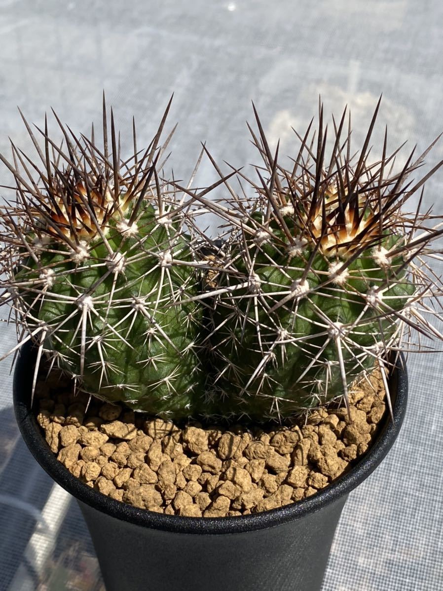 Copiapoa rupestris コピアポア ルペストリス 実生 双頭株 ダブル