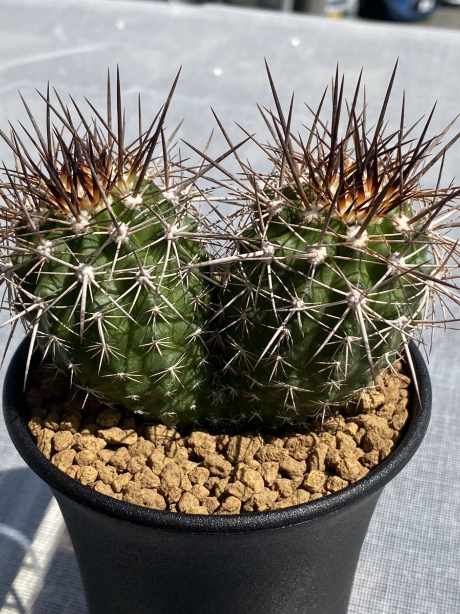 名人実生 コピアポア ルペストリス Copiapoa サボテン 黒王丸 Copiapoa rupestris コピアポア ルペストリス 実生 双頭株 ダブル