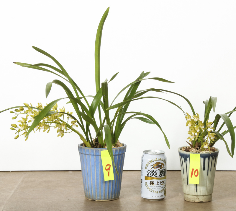 金陵辺。花芽3個。2鉢セット。蜜蜂誘引蘭。キンリョウヘン 金陵辺。花芽3個。2鉢セット。蜜蜂誘引蘭。キンリョウヘン