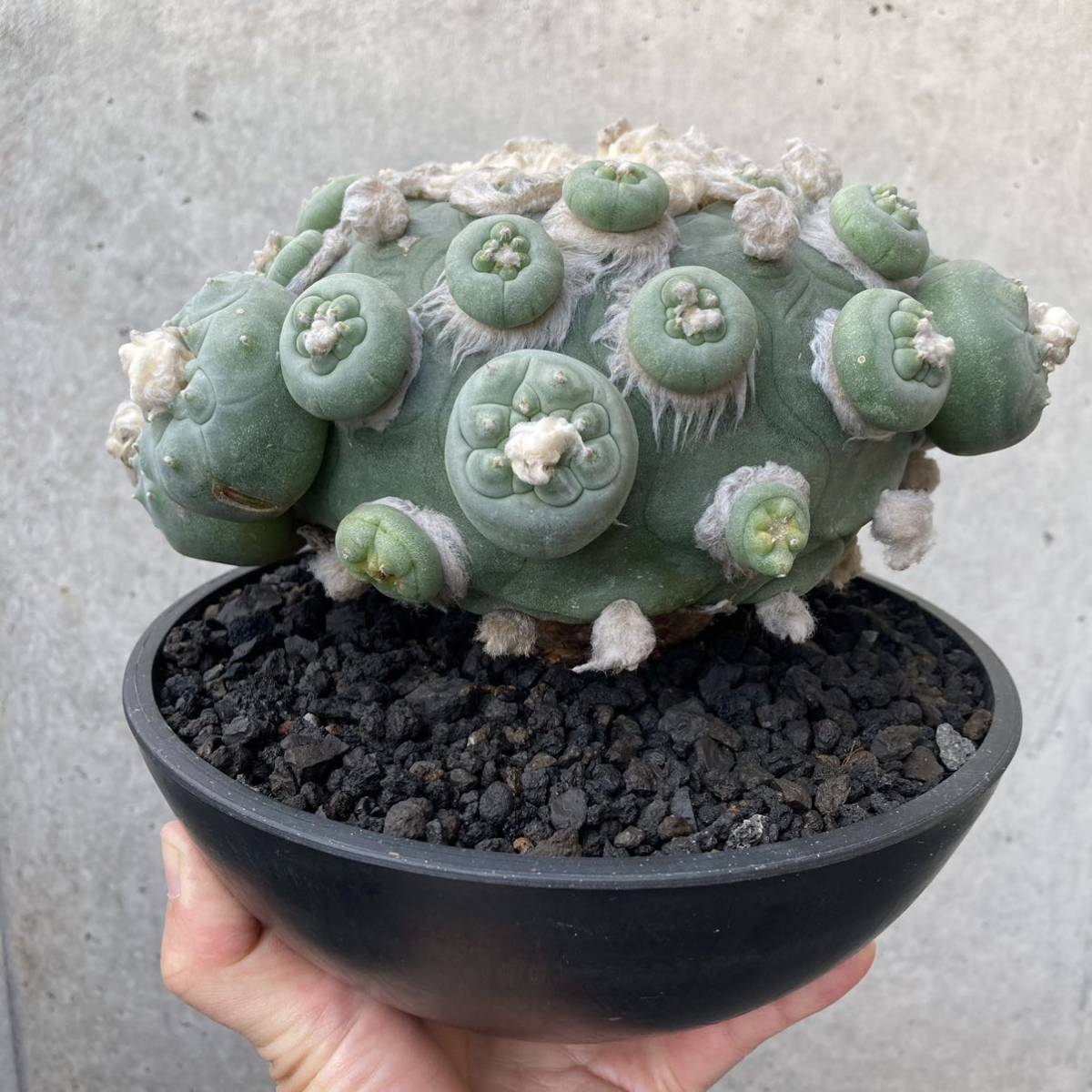 群生美株】ロフォフォラ翠冠玉 塊根植物 サボテン コーデックス 群生美