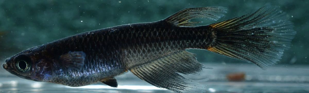 現物 極上 炎獄めだか メダカ若魚1ペア A まだまだ綺麗になります 検索用 五式タイプr 松井ヒレ長 五式系統ヒレナガ God めだか 売買されたオークション情報 Yahooの商品情報をアーカイブ公開 オークファン Aucfan Com