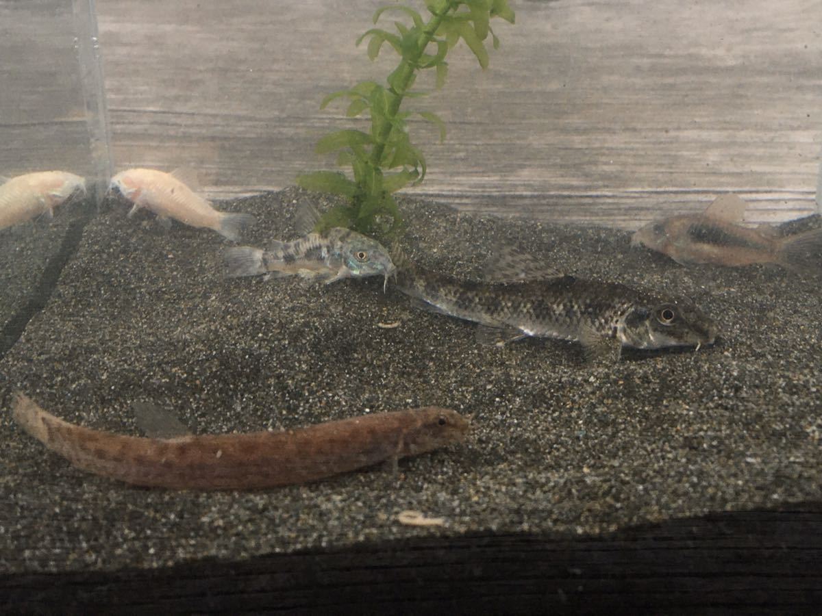 黒砂9キロ 魚の色が映える黒く細かく重い砂 1リットル1 6kgの高比重 ドジョウ タナゴ コリドラス メダカ 金魚 二枚貝 熱帯魚 日本淡水魚 その他 売買されたオークション情報 Yahooの商品情報をアーカイブ公開 オークファン Aucfan Com