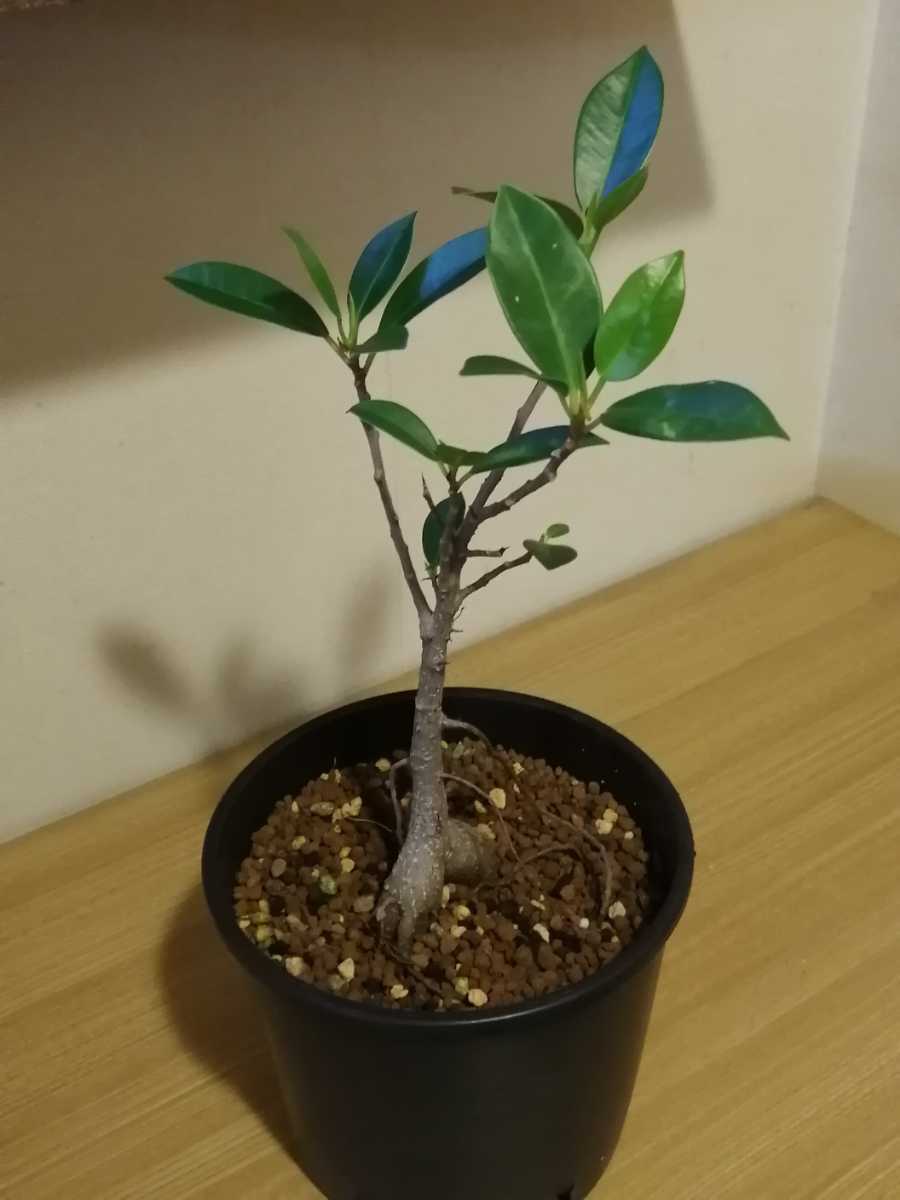 ガジュマル 実生株 沖縄本島産 その他 売買されたオークション情報 Yahooの商品情報をアーカイブ公開 オークファン Aucfan Com