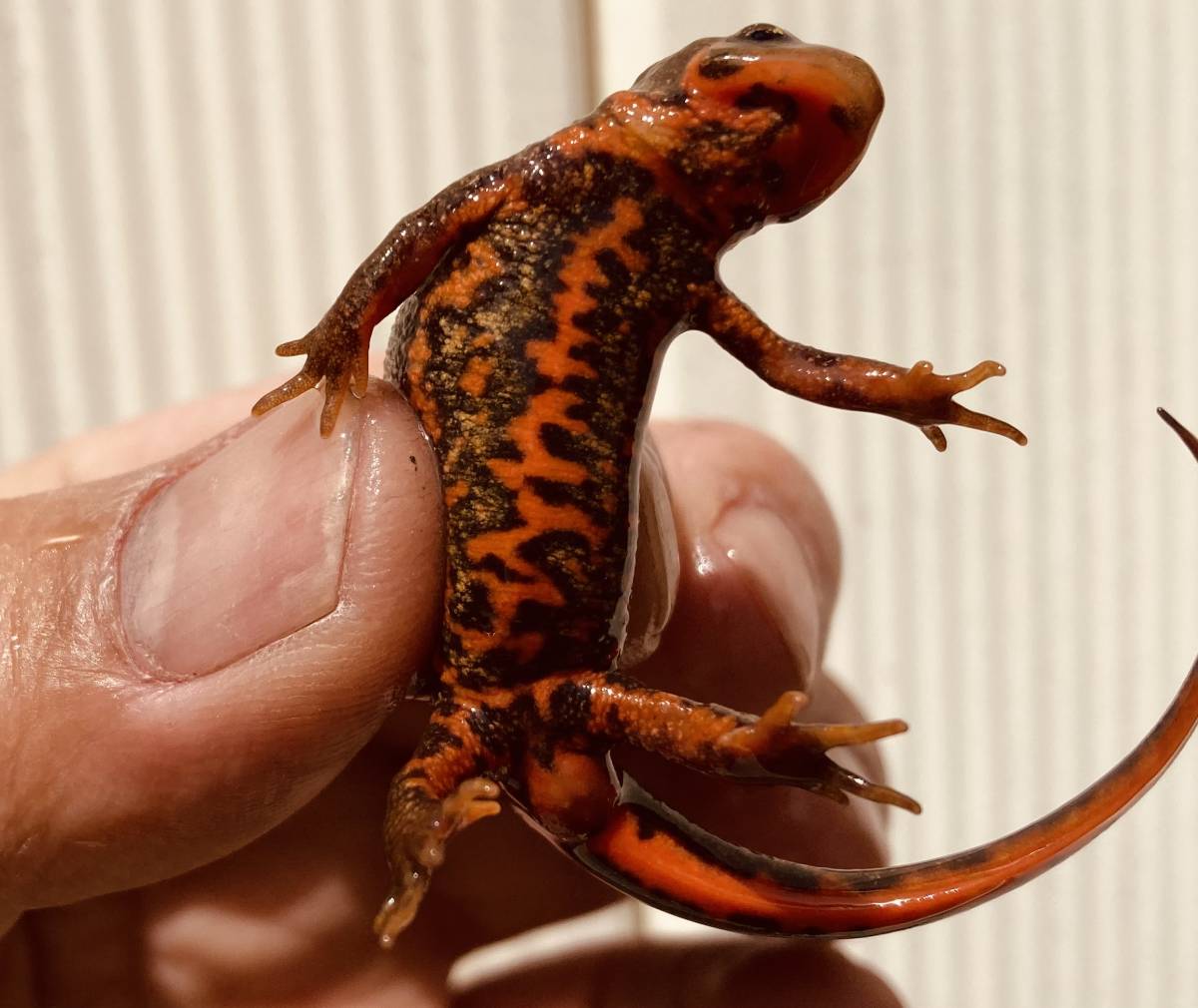 京都府 南部山間地産 天然採取 アカハライモリ オス3尾 メス2尾 合計5尾セット イモリ サラマンダー 売買されたオークション情報 Yahooの商品情報をアーカイブ公開 オークファン Aucfan Com