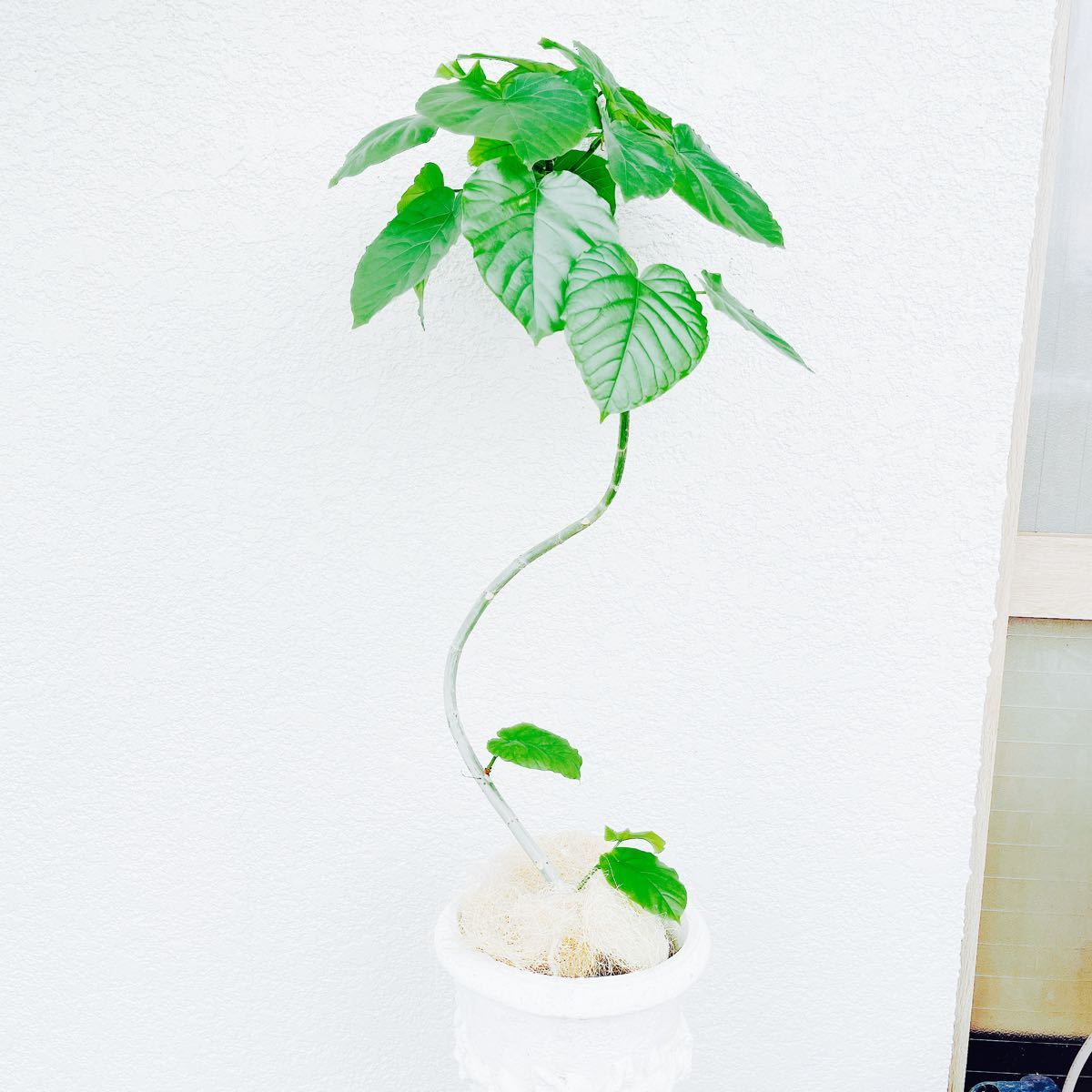 専用です フィカス ウンベラータ 曲げ仕立て 美形 1 曲がり 274 Www Munijesus Gob Pe