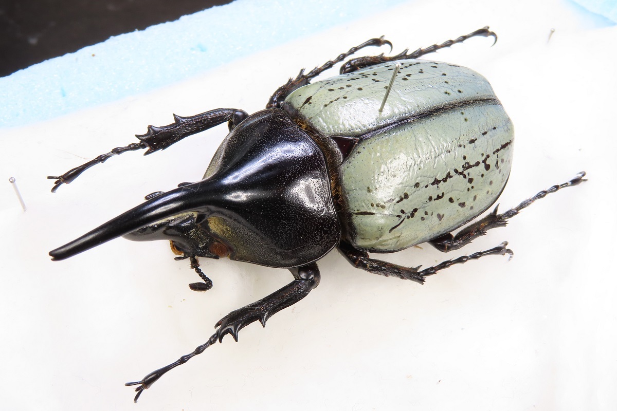 │動物 世界のカブトムシ・クワガタ展：イベント＆体験 氷見海浜植物園 