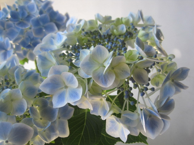 アジサイ 水凪鳥 5号鉢 紫陽花 クロス柄の額アジサイ 淡い水色のグラデーションが大変美しい 花 売買されたオークション情報 Yahooの商品情報をアーカイブ公開 オークファン Aucfan Com