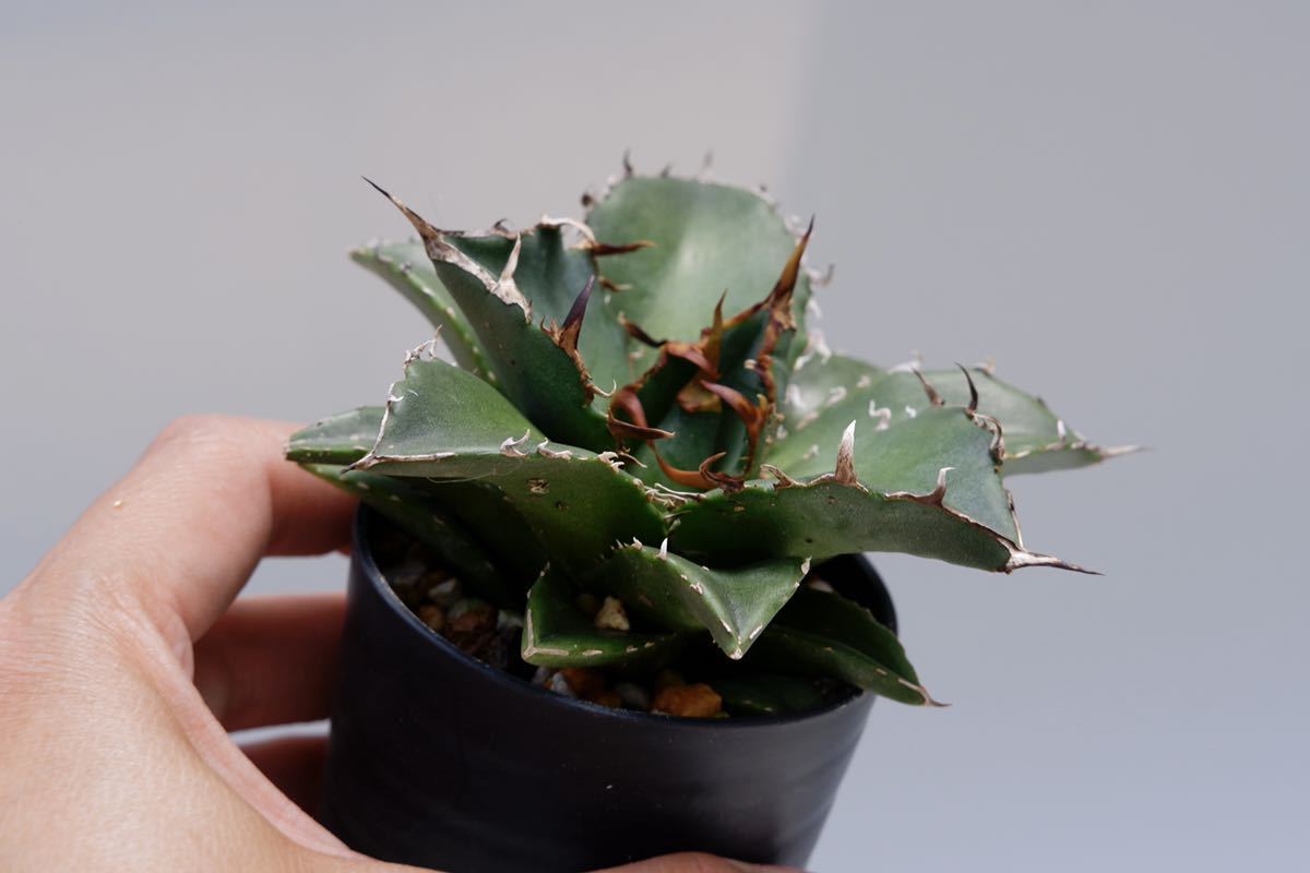 チタノタ 白鯨 アガベ | 大株 Agave AGAVE titanota ⁄ 検(Hakugei 鉢の 