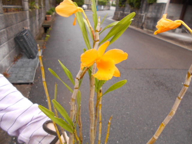 台灣セッコク 台湾セッコク花芽8個付き （503） | 台湾黄花セッコク」 ジェナス