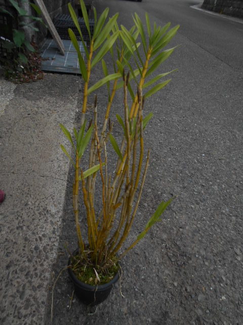 台灣セッコク 台湾黄花セッコク」 | ジェナスの戯れ万華鏡