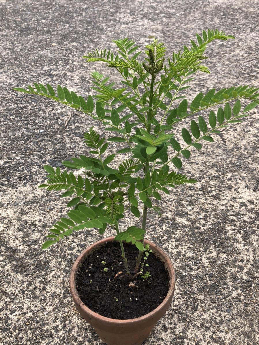 クララ 植物絶滅 _ クラーラ 遺物 , 岩手県 – SDXWV