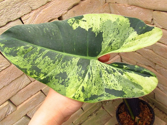 希少なフィロデンドロン・イルセマニーA19 希少なフィロデンドロン・イルセマニーA19 希少なフィロデンドロン