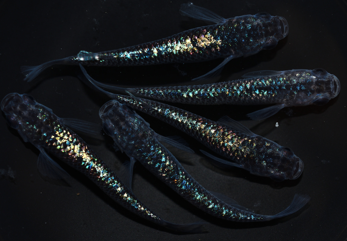 若魚 メダカファーム泉遠州 | 蒼煌 メス２オス１ やー３ ＜