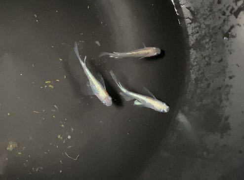 【めだ夏屋】エメラルドリアルロングフィン　有精卵20＋α めだか。_1