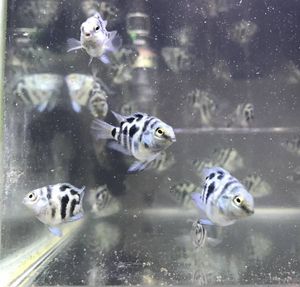 ５匹 ガーデンイール チンアナゴ Sm Msサイズ 海水魚 熱帯魚 生体 即決 Esupport Vn