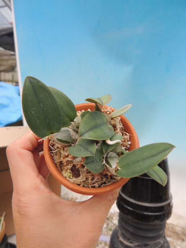 Manta Lab 揃う レオン スチールブック ワンクリック 