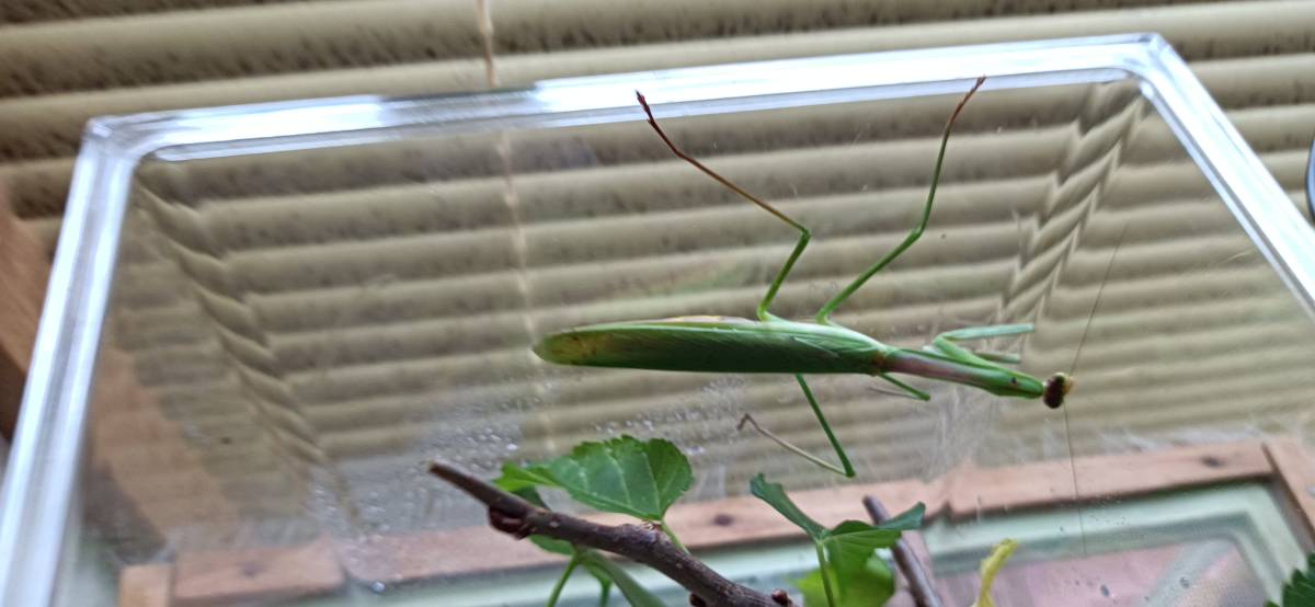 オキナワオオカマキリのメス１頭