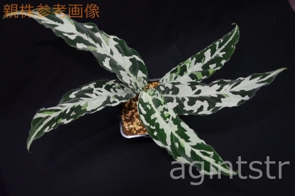 アグラオネマ☆Aglaonema pictum 