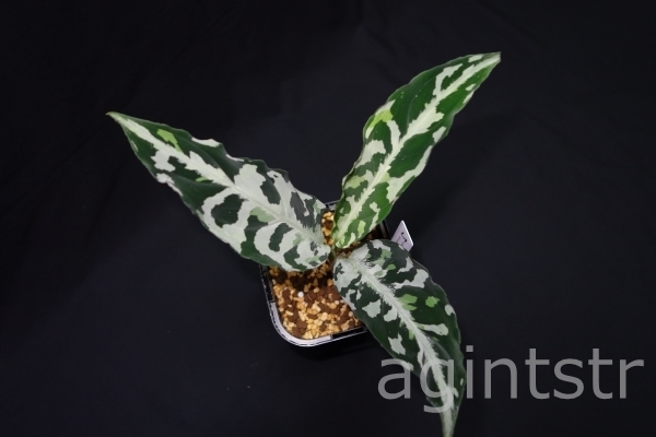 アグラオネマ☆Aglaonema pictum 